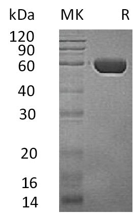 BL-1445NP: Greater than 95% as determined by reducing SDS-PAGE. (QC verified)Recombinant Human CPVL Protein (C-6His)