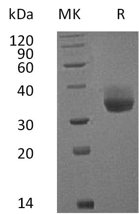 BL-0744NP: Greater than 95% as determined by reducing SDS-PAGE. (QC verified)