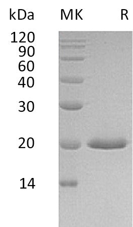 BL-0741NP: Greater than 95% as determined by reducing SDS-PAGE. (QC verified)Recombinant Human IFN alpha4 Protein (C-6His)