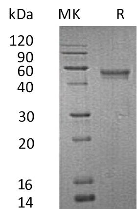 BL-0747NP: Greater than 95% as determined by reducing SDS-PAGE. (QC verified)Recombinant Human XCL1 Protein (C-Fc-6His)