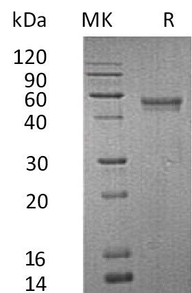 BL-0747NP: Greater than 95% as determined by reducing SDS-PAGE. (QC verified)
