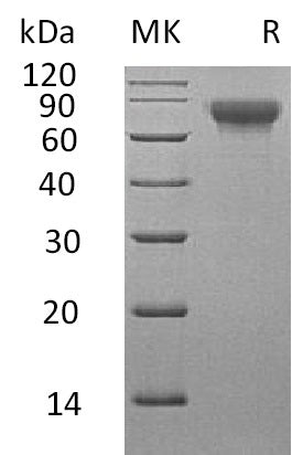 BL-0749NP: Greater than 95% as determined by reducing SDS-PAGE. (QC verified)