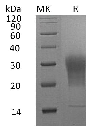 BL-0742NP: Greater than 95% as determined by reducing SDS-PAGE. (QC verified)Recombinant Mouse LAIR1 Protein (C-6His)