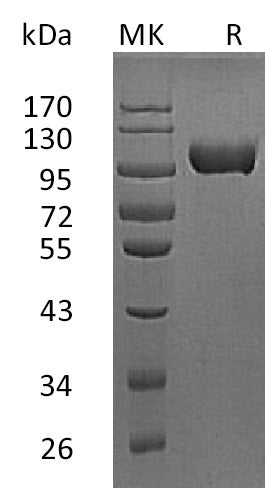 BL-2050NP: Greater than 95% as determined by reducing SDS-PAGE. (QC verified)Recombinant Mouse MMP-9 Protein (C-10His)