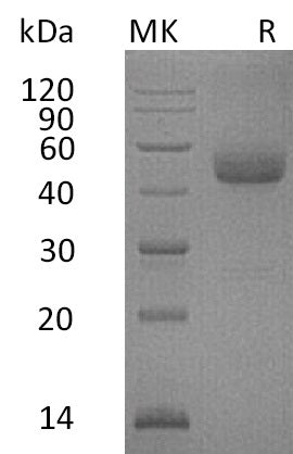 BL-0045NP: Greater than 95% as determined by reducing SDS-PAGE. (QC verified)Recombinant Human ICOS Protein (C-Fc)
