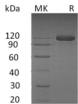 BL-0748NP: Greater than 95% as determined by reducing SDS-PAGE. (QC verified)Recombinant Human SEMA4B Protein (C-Fc-6His)