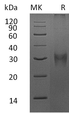 BL-1847NP: Greater than 80% as determined by reducing SDS-PAGE. (QC verified)Recombinant Mouse Asprosin Protein (N-8His)