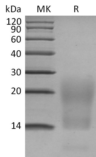 BL-0743NP: Greater than 95% as determined by reducing SDS-PAGE. (QC verified)Recombinant Human BCMA Protein (C-6His)