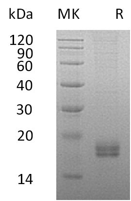 BL-0750NP: Greater than 95% as determined by reducing SDS-PAGE. (QC verified)Recombinant Human CCL24 Protein (C-6His)