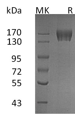 BL-0752NP: Greater than 95% as determined by reducing SDS-PAGE. (QC verified)Recombinant Human CD117 Protein (C-6His)