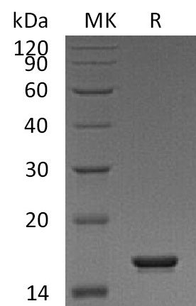BL-1440NP: Greater than 95% as determined by reducing SDS-PAGE. (QC verified)Recombinant Human FKBP2 Protein (C-6His)