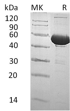 BL-0754NP: Greater than 95% as determined by reducing SDS-PAGE. (QC verified)Recombinant Human BPI Protein (C-6His)