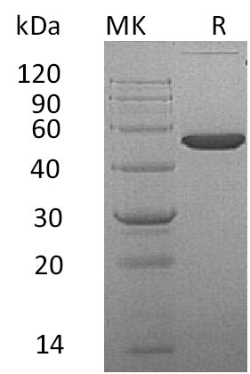 BL-0048NP: Greater than 95% as determined by reducing SDS-PAGE. (QC verified)Recombinant Mouse EFNA4 Protein (C-Fc)