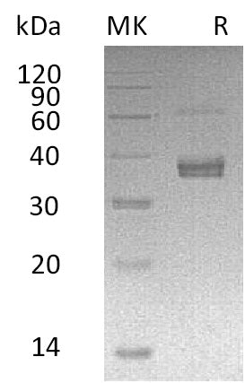 BL-1439NP: Greater than 90% as determined by reducing SDS-PAGE. (QC verified)Recombinant Human ADAMDEC1 Protein (C-6His)