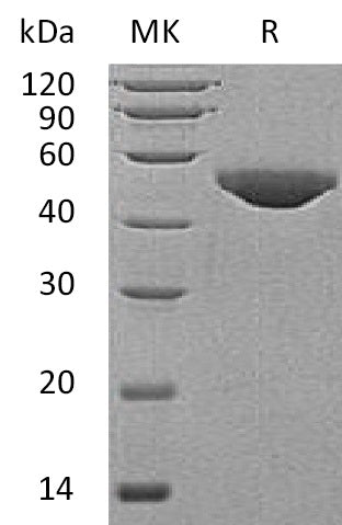 BL-0659NP: Greater than 95% as determined by reducing SDS-PAGE. (QC verified)Recombinant Human B3GNT1 Protein (C-6His)