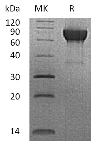 BL-2702NP: Greater than 90% as determined by reducing SDS-PAGE. (QC verified)