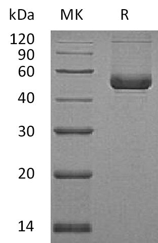 BL-1401NP: Greater than 95% as determined by reducing SDS-PAGE. (QC verified)Recombinant Human Serpin E2 Protein (C-6His)