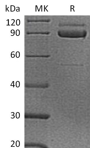 BL-0660NP: Greater than 90% as determined by reducing SDS-PAGE. (QC verified)Recombinant Human CDH3 Protein (C-6His)