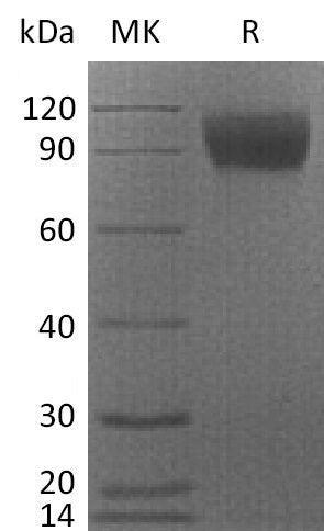 BL-2246NP: Greater than 95% as determined by reducing SDS-PAGE. (QC verified)Recombinant Cynomolgus CSF1R Protein (C-6His)