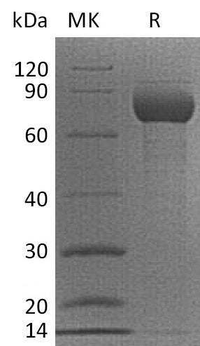 BL-2172NP: Greater than 95% as determined by reducing SDS-PAGE. (QC verified)Recombinant Cynomolgus CD38 Protein (C-Fc)