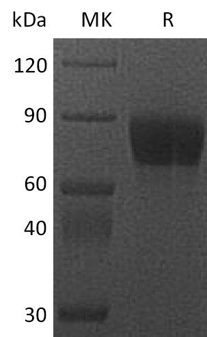 BL-2247NP: Greater than 95% as determined by reducing SDS-PAGE. (QC verified)Recombinant Cynomolgus CSF1R Protein (C-Fc)