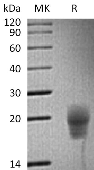BL-1210NP: Greater than 95% as determined by reducing SDS-PAGE. (QC verified)Recombinant Cynomolgus CTLA-4 Protein (C-6His)