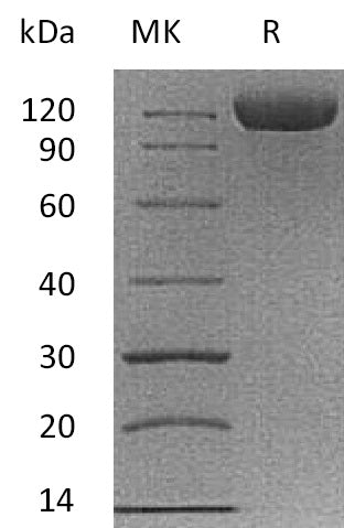 BL-0220NP: Greater than 95% as determined by reducing SDS-PAGE. (QC verified)Recombinant Cynomolgus B7-H3 Protein (C-Fc)