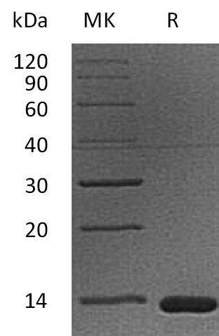 BL-1216NP: Greater than 95% as determined by reducing SDS-PAGE. (QC verified)Recombinant Cynomolgus B2M Protein (C-6His)