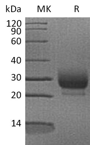 BL-1404NP: Greater than 95% as determined by reducing SDS-PAGE. (QC verified)Recombinant Human RNASE3 Protein (C-6His)