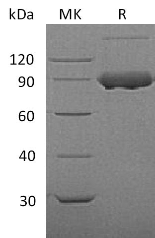 BL-1839NP: Greater than 95% as determined by reducing SDS-PAGE. (QC verified)Recombinant Mouse TfR Protein (N-8His)