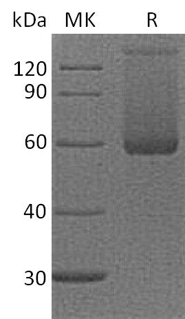 BL-2571NP: Greater than 90% as determined by reducing SDS-PAGE. (QC verified)
