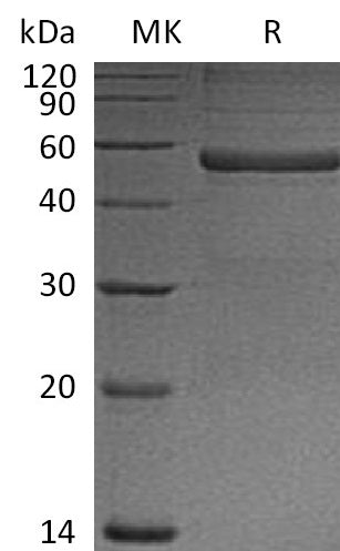 BL-2607NP: Greater than 90% as determined by reducing SDS-PAGE. (QC verified)