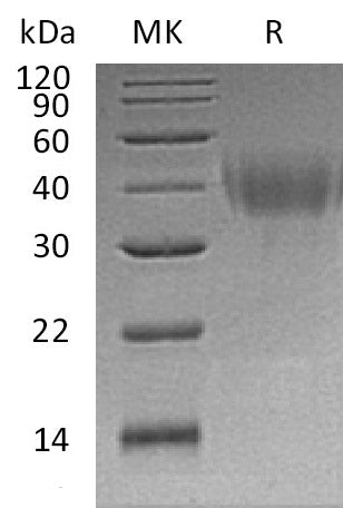 BL-0669NP: Greater than 95% as determined by reducing SDS-PAGE. (QC verified)Recombinant Human PD-L2 Protein (C-6His)