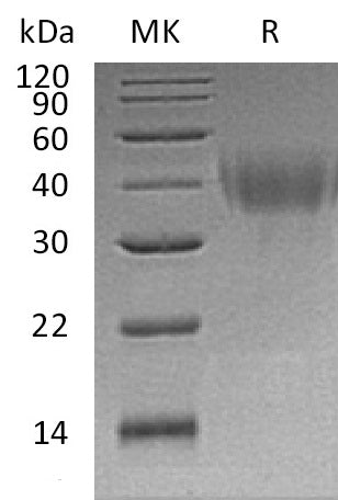 BL-0669NP: Greater than 95% as determined by reducing SDS-PAGE. (QC verified)