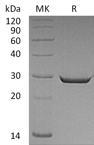 BL-0665NP: Greater than 95% as determined by reducing SDS-PAGE. (QC verified)Recombinant Human HMGB2 Protein (C-6His)