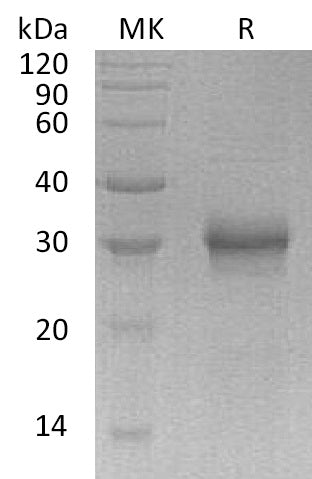 BL-0284NP: Greater than 95% as determined by reducing SDS-PAGE. (QC verified)