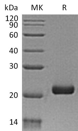 BL-0317NP: Greater than 95% as determined by reducing SDS-PAGE. (QC verified)Recombinant Human IL-28B Protein (C-6His)