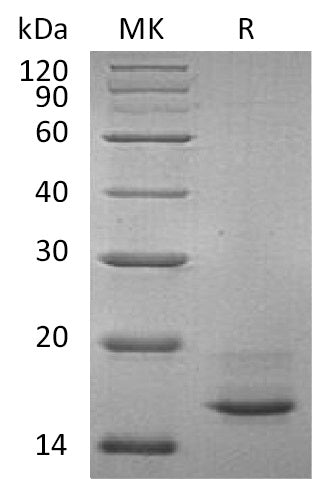 BL-0676NP: Greater than 95% as determined by reducing SDS-PAGE. (QC verified)Recombinant Human CALCA Protein (C-6His,Mammalian)