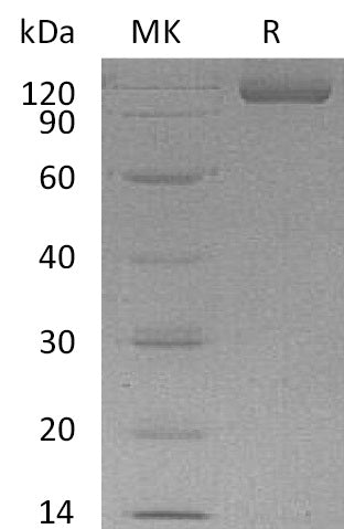 BL-0672NP: Greater than 95% as determined by reducing SDS-PAGE. (QC verified)Recombinant Human CDH17 Protein (C-6His)