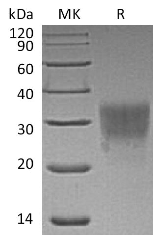 BL-0679NP: Greater than 95% as determined by reducing SDS-PAGE. (QC verified)Recombinant Human CD79B Protein (C-6His)