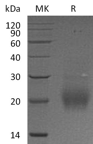 BL-0673NP: Greater than 90% as determined by reducing SDS-PAGE. (QC verified)Recombinant Human FSHB Protein (C-6His)