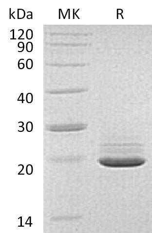 BL-0677NP: Greater than 95% as determined by reducing SDS-PAGE. (QC verified)Recombinant Human PRAP1 Protein (C-6His)