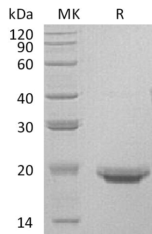 BL-0308NP: Greater than 95% as determined by reducing SDS-PAGE. (QC verified)Recombinant Human IL-17F Protein (C-6His)
