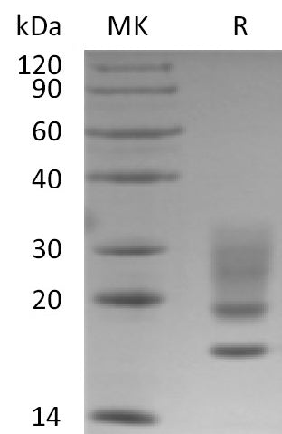 BL-1408NP: Greater than 95% as determined by reducing SDS-PAGE. (QC verified)Recombinant Human RNASE 1 Protein (C-6His)