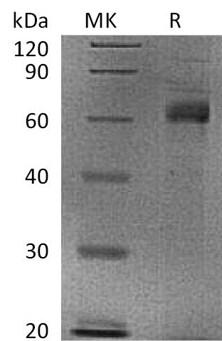 BL-0027NP: Greater than 95% as determined by reducing SDS-PAGE. (QC verified)