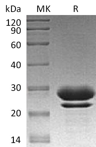 BL-1411NP: Greater than 95% as determined by reducing SDS-PAGE. (QC verified)Recombinant Human FKBP7 Protein (C-6His)