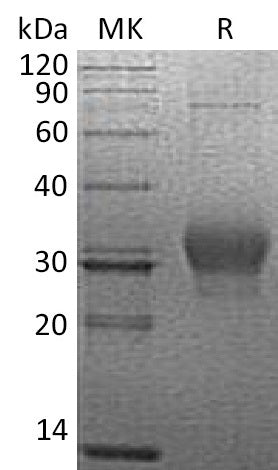 BL-1202NP: Greater than 90% as determined by reducing SDS-PAGE. (QC verified)Recombinant Human Îº-Casein Protein (C-6His)