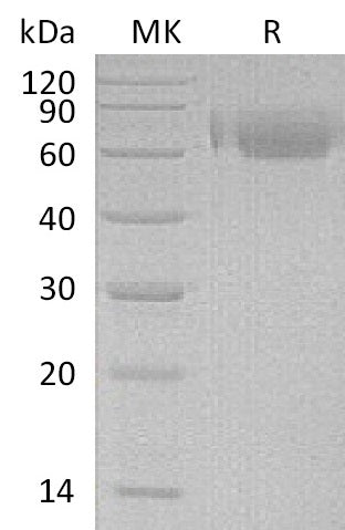 BL-2729NP: Greater than 95% as determined by reducing SDS-PAGE. (QC verified)
