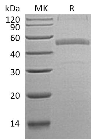 BL-0685NP: Greater than 82% as determined by reducing SDS-PAGE. (QC verified)Recombinant Human Calumenin Protein (C-6His)