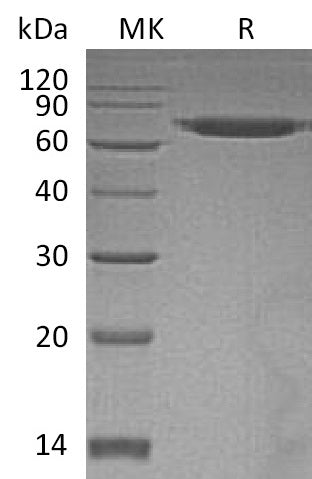 BL-0684NP: Greater than 95% as determined by reducing SDS-PAGE. (QC verified)Recombinant Human ERO1L Protein (C-6His)